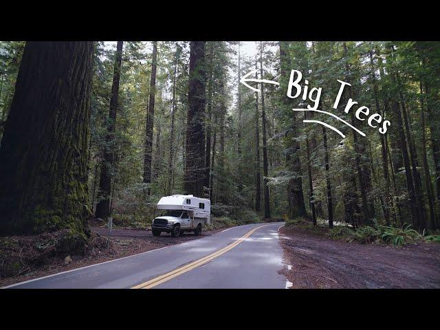 The Largest On EARTH... Truck Camper Living In The Ancient Redwoods