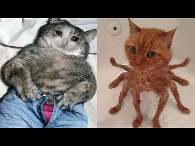 BEST CAT MEMES COMPILATION OF 2020 - 2021 PART 50 (FUNNY CATS)