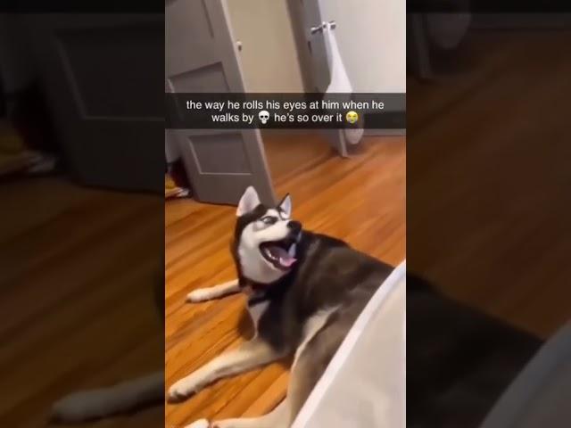 Husky rolls eyes at German Shepherd