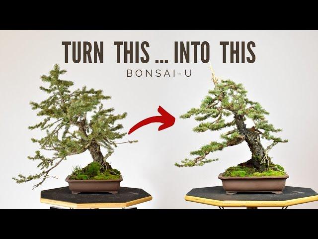 Designing Colorado Blue Spruce | Bonsai-U