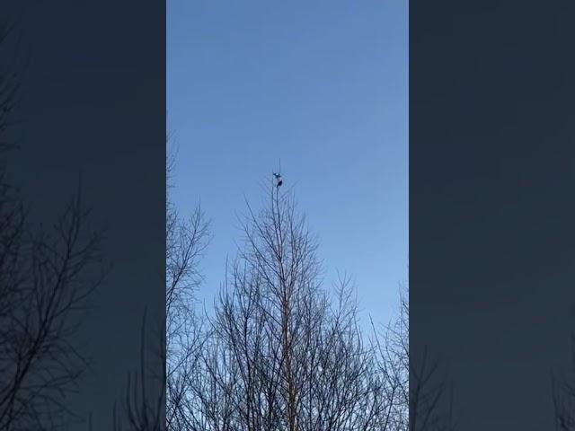 Скворцы прилетели