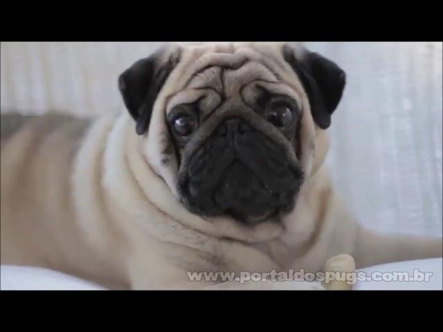 Agria - "Not Today, George" - Comercial de TV - Propaganda com Pug