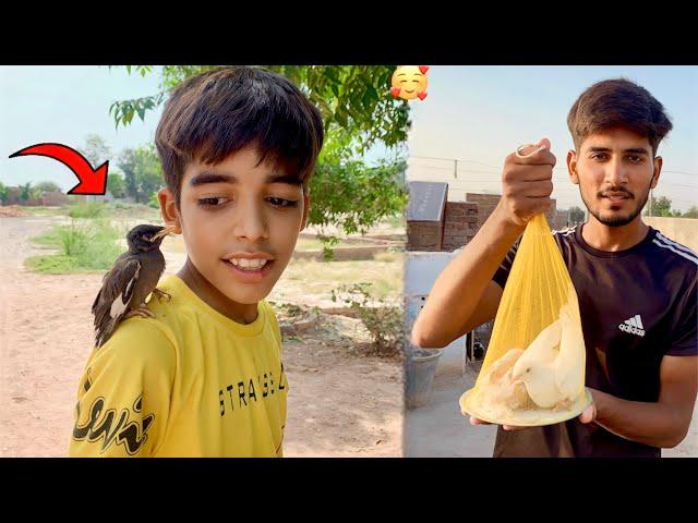 Myna ko Arslan pta nai kha sy ly aya||Dove ko exchange ker diya ||Hammad Pet House