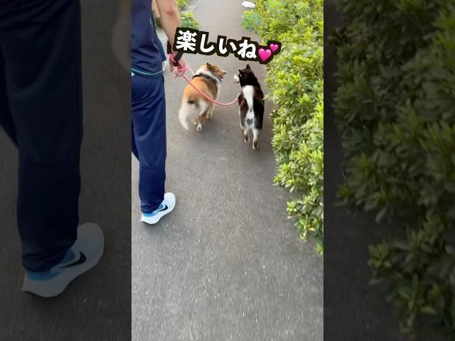 【柴犬】楽しそうだ️ #shorts #shiba #dog #柴犬 #黒柴