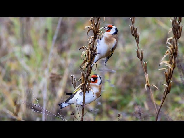 Черноголовые щеглы осенью. Carduelis carduelis. Птицы Беларуси.