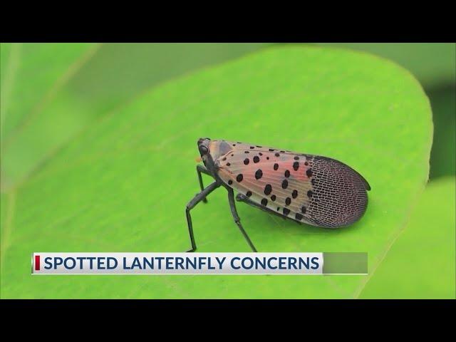 Spotted lanternfly outbreak prompts quarantine in Ohio