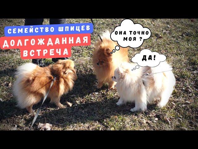 Dog breed Pomeranian Spitz The long-awaited meeting!