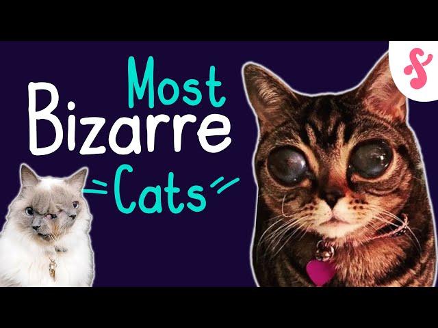  10 MOST BIZARRE CATS IN THE WORLD | Furry Feline Facts