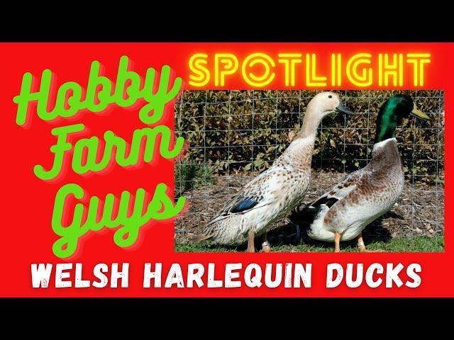 HFG Farm Animal Spotlight: Welsh Harlequin Ducks