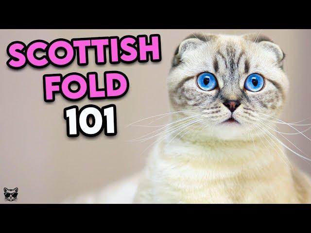 Scottish Fold Cat 101 - Must Watch Before Getting One | Cat Breeds 101