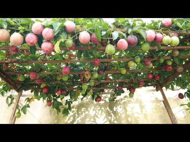 Growing passion fruit at home is not difficult if you watch this video