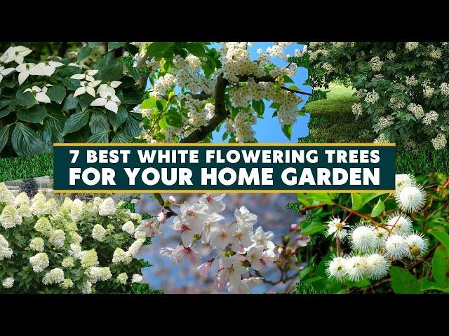 Top 7 Best White Flowering Trees For Your Home Garden 