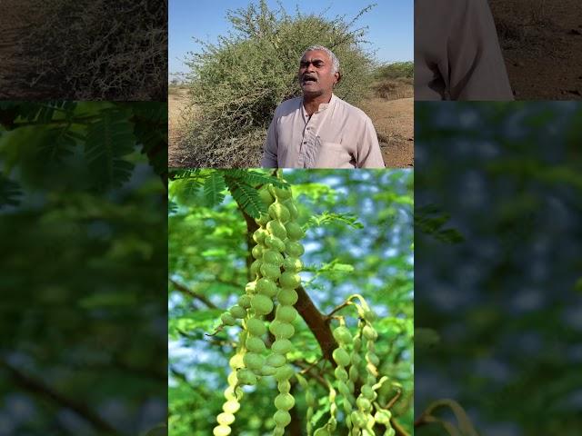 ધરતી પર ની અદભુત ઔષધિ