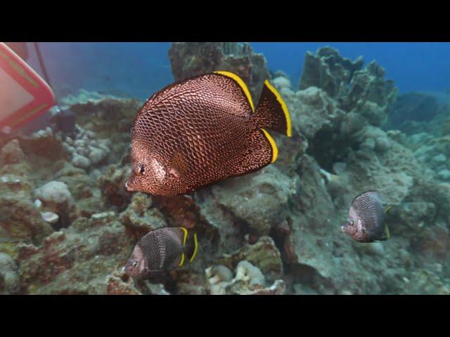 ThreadfinButterflyfish#shorts#ReefFish#Butterflyfish#MarineBiodiversity#AquaticCreatures