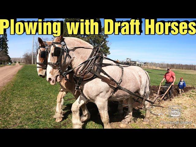 Plowing the Garden With Draft Horses and a Walking Plow/Weighing Stub