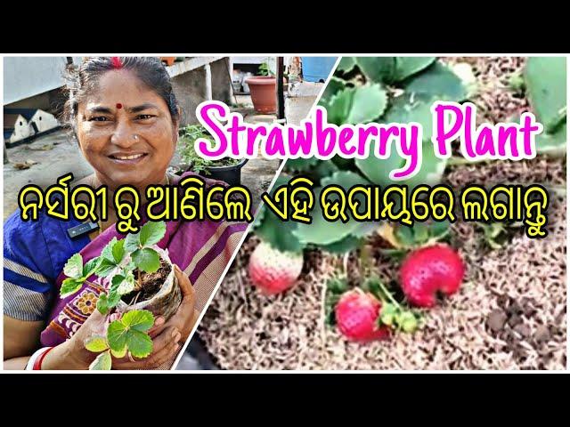 Strawberry Plant ||ନର୍ସରୀ ରୁ ଆଣିଲେ ଏହି ଉପୟରେ ଲଗାନ୍ତୁ || Detail in Odia ||Rooftop Garden