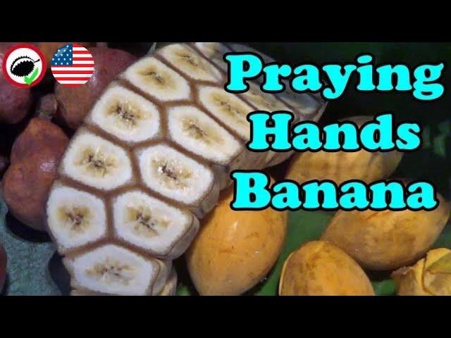 BANANAS that are STUCK TOGETHER (Praying Hands Banana) Weird Fruit Explorer Ep. 343