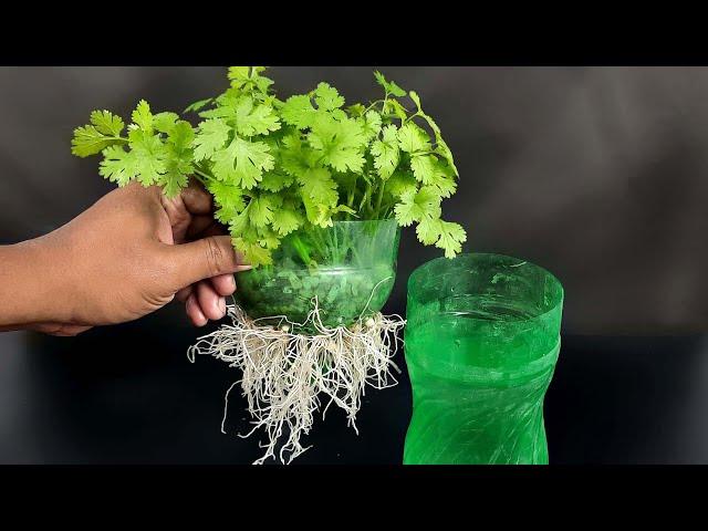 Grow coriander with this method in 7 Days