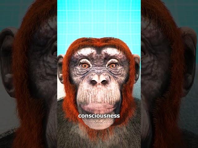 Monkey Head Transplant  (explained)