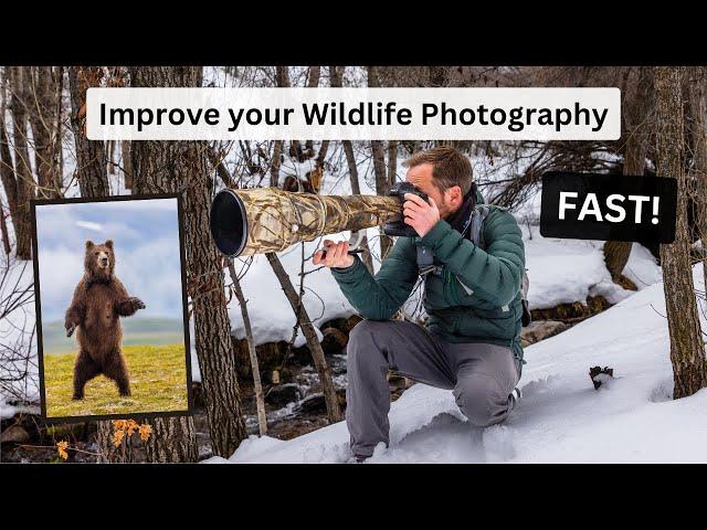 The Wildlife Photographer's roadmap. Mastering different types of images to improve your photography