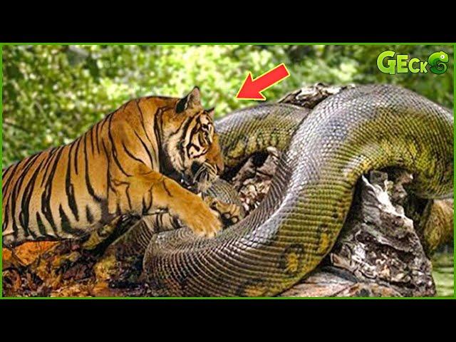 1 Minute Of Carelessness Becomes A Meal For A Giant Python | Pythons vs Tigers, Lions, Hyenas...