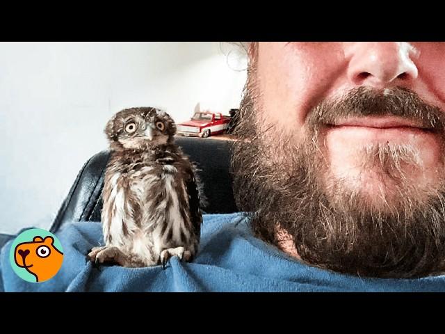 Man Saves 4 Baby Owls From Vent. Now They're a Flock | Cuddle Buddies