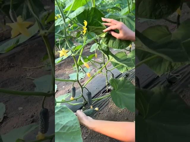 Greenhouse Cucumbers  #shorts #cucmbers #farming #CucumberFarming #OrganicFarming #SustainableAgri