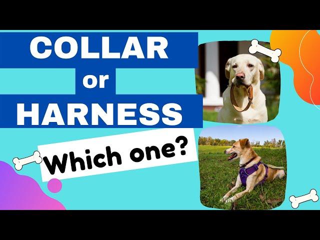 Collar or Harness for Puppies - Which one to pick?