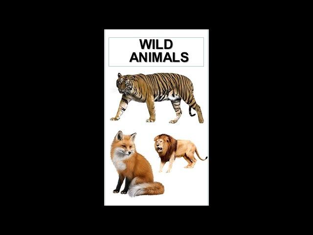 Wild Animals Name | Learn Wild Animals | Wild Animals In English | Fabelle Kids