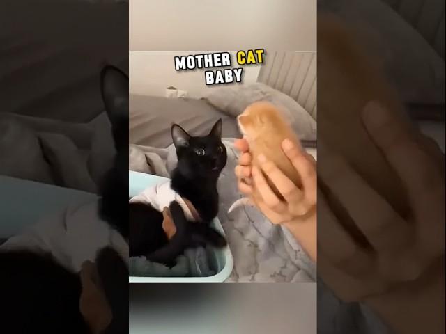 This Mother Cat Baby Passed Away So The Owner Decided To Adopt A Kitten #trending #shortsvideo