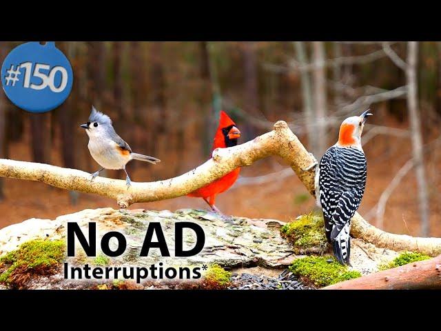 TV for Cats 8 Hours of Birds  and Squirrels Feeder Uninterrupted CatTV