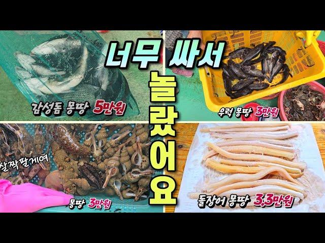 여기는 왜 이렇게 싸게 팔까? 자연산 활 감성돔이 한자루에 5만원이라니~  미쳤다!!!