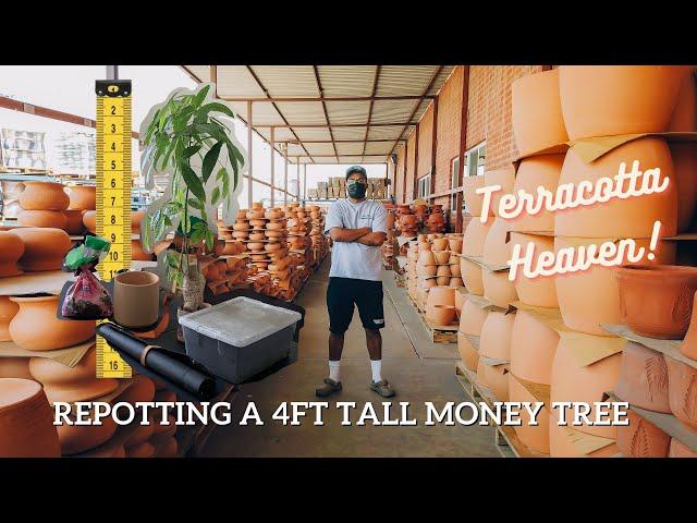 How To Repot A 4 Ft Tall Money Tree | CRAZY!