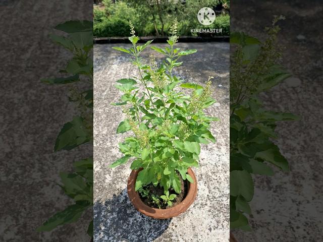 how to grow tulsi plant at home #shorts #youtubeshorts #tulsi #plant