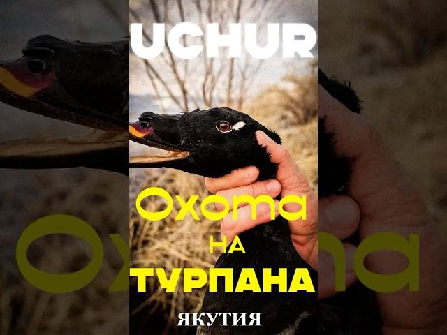 Охота на турпана в Якутии #hunting #весенняяохота #uchur #охота #утки #турпаны