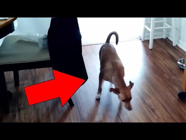 Cats and Dogs That Saw Something Their Owners Couldn't See : ESP and the Supernatural