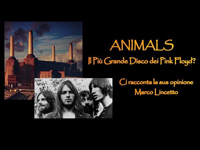 ANIMALS: il più grande disco dei Pink Floyd??? ...ascoltiamo il parere di Marco Lincetto...