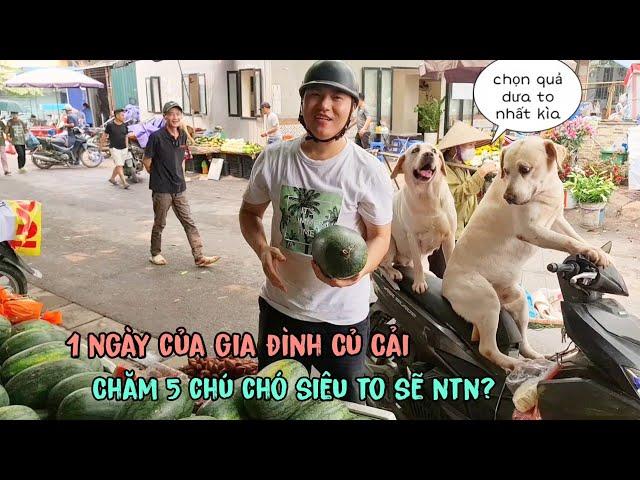 1 ngày của gia đình Củ Cải - Chăm sóc 5 chú chó siêu to sẽ như thế nào?