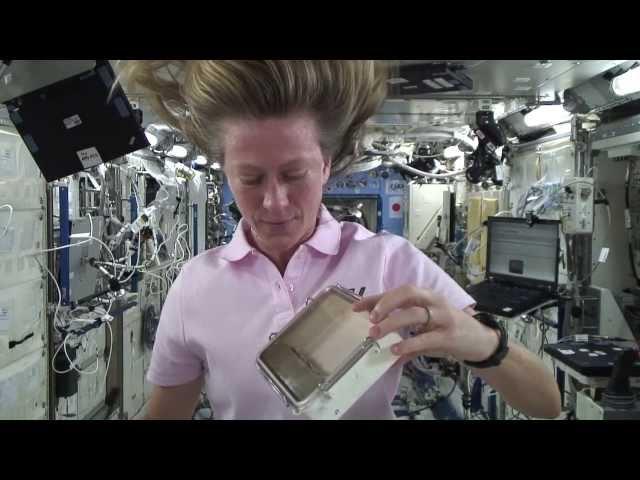 Space Seeds 2013: Day 4 - Progress Check