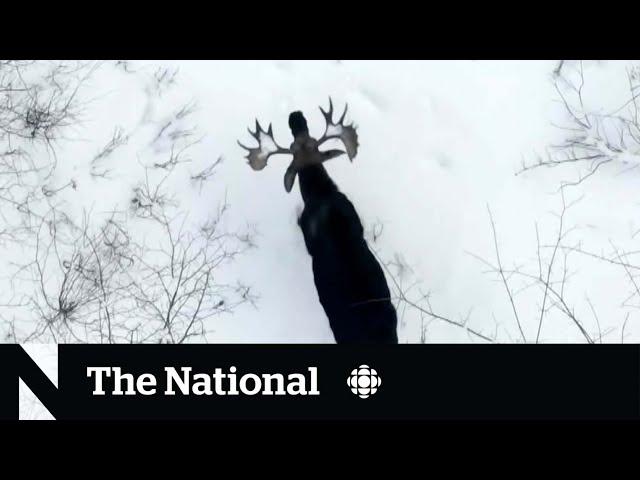 Bull moose shedding its antlers caught on video | The Moment