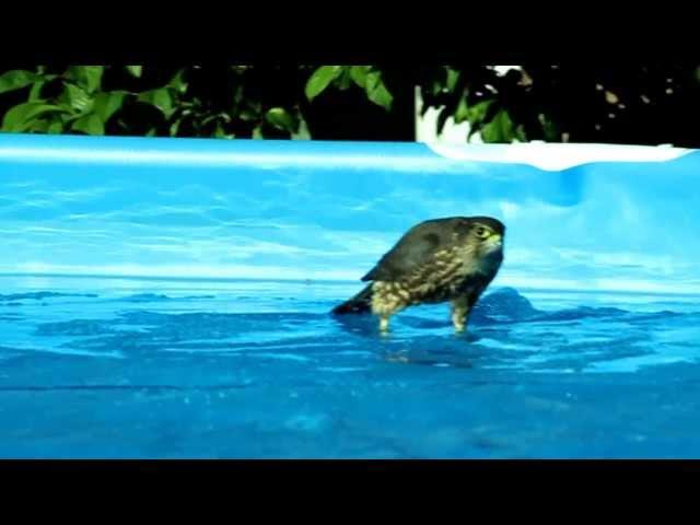 Pergrine Falcon or Taiga Merlin bathing in my swimming pool?