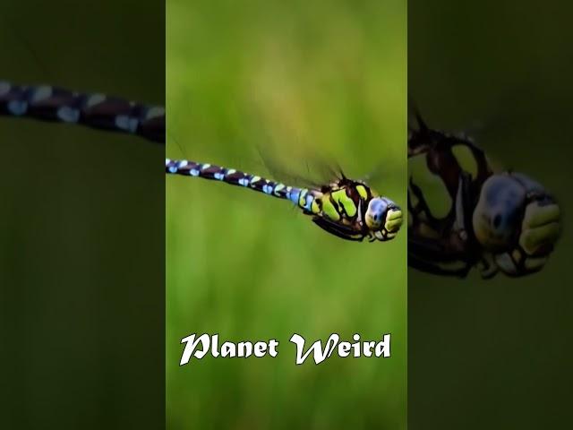 Planet weird #documentary #dragonfly 1-2
