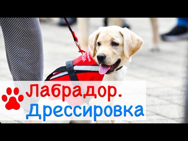 Лабрадор дрессировка | Дрессировка собак