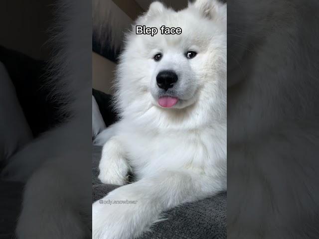 Which one is your favorite? #puppy #shorts #dogs #samoyed #video #cutepuppy #cute #fyp