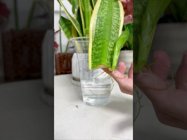 Easy Snake Plant propagation hack #snakeplant #propagation #houseplants #plants #indoorplants