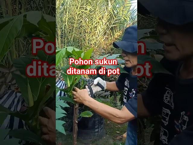 Pohon sukun dari petet ditanam di pot#shorts