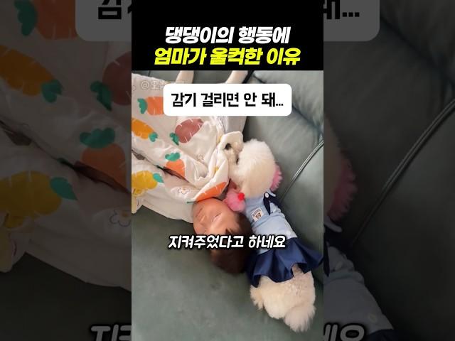 댕댕이의 행동에 엄마가 울컥한 이유