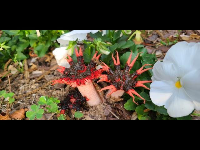 Aseroe Rubra Stinkhorn