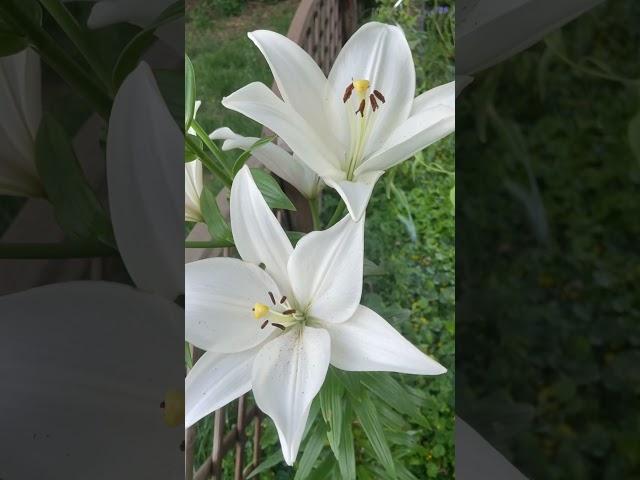 Лилия «Яркий диамант». Lilium « Bright Diamond ».