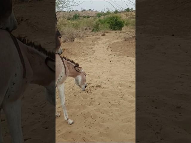 #donkey alone but happy
